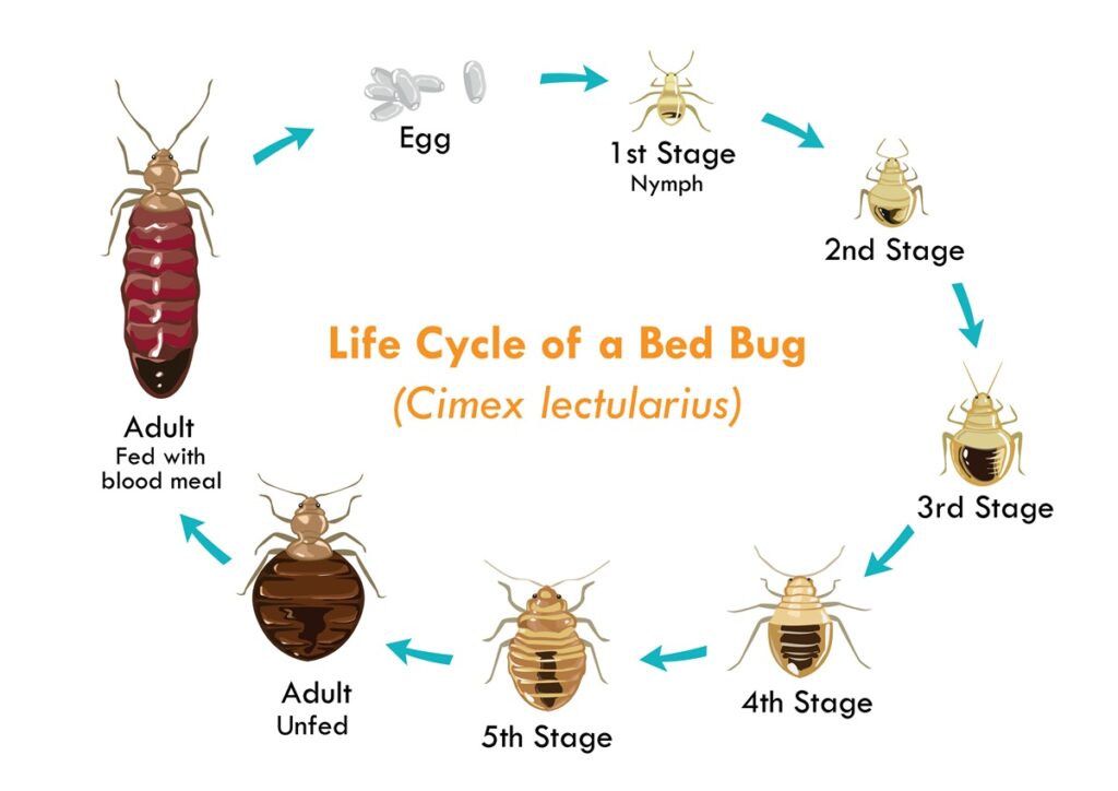 bed bug pest control