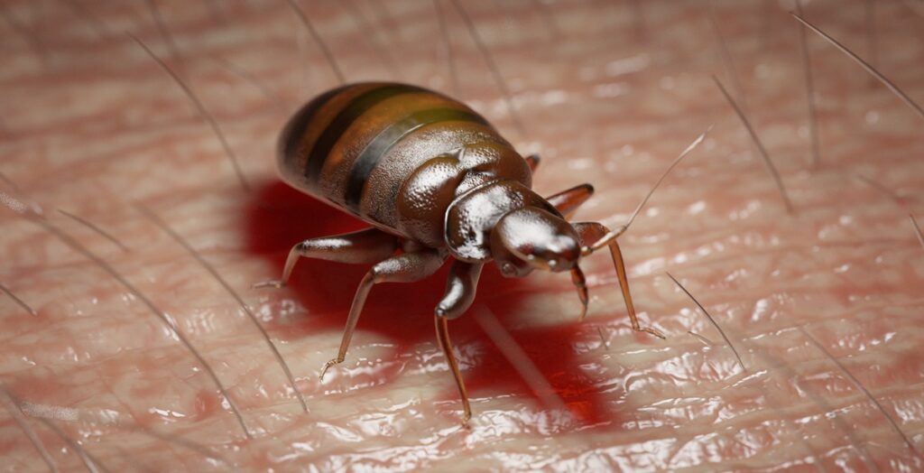 bed bug service near me