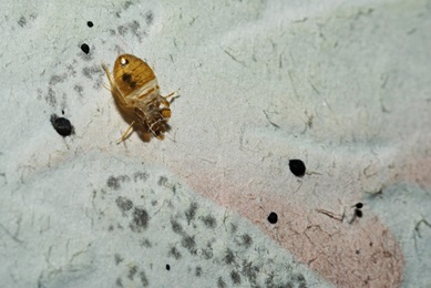 local bed bug service