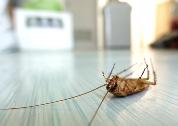 commercial pest control near me