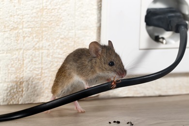 rodent exterminator services