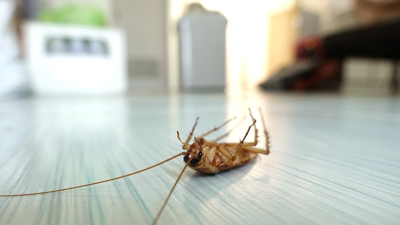 roach exterminator near me