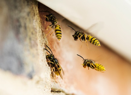 wasp removal service near me