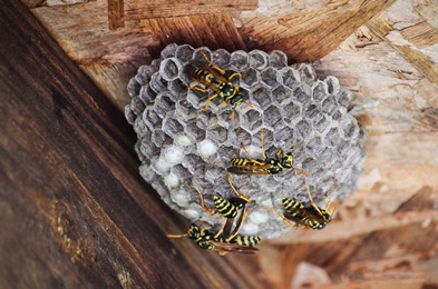 black wasps in house