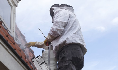 pest control for yellow jackets near me