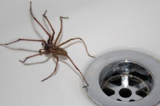 pest control near me