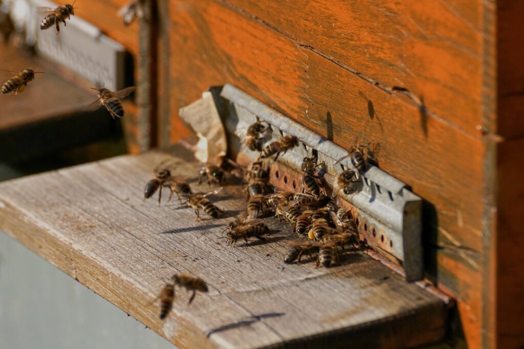 bee exterminator near me