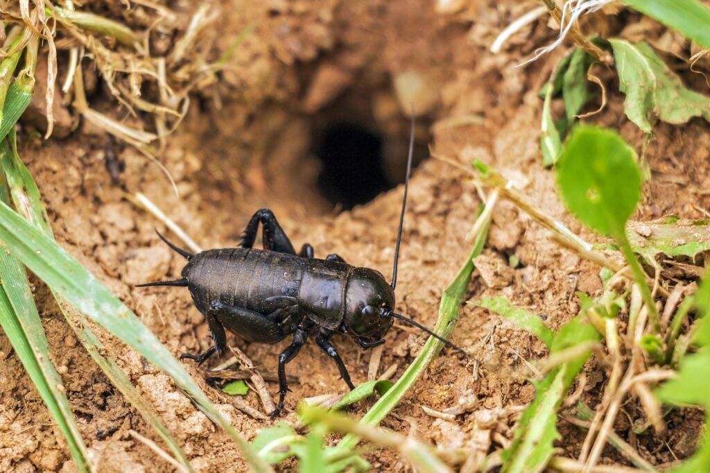 residential pest control services