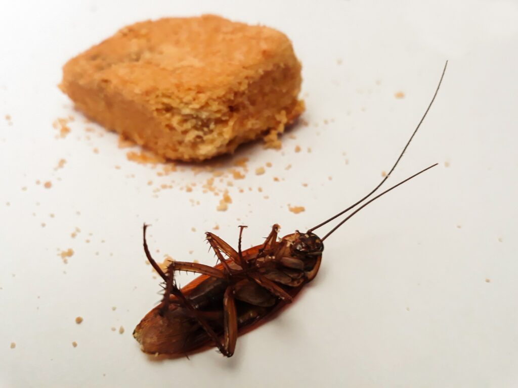 roach exterminator near me
