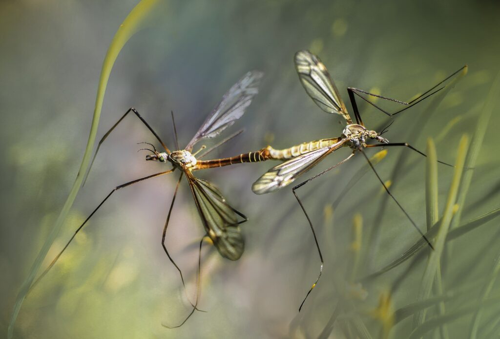 mosquito treatment near me