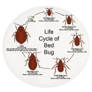 bed bug specialists