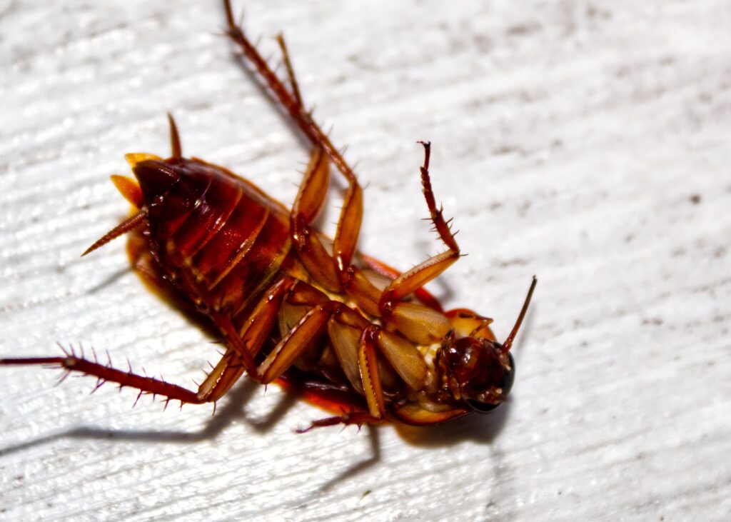 cockroach pest control near me