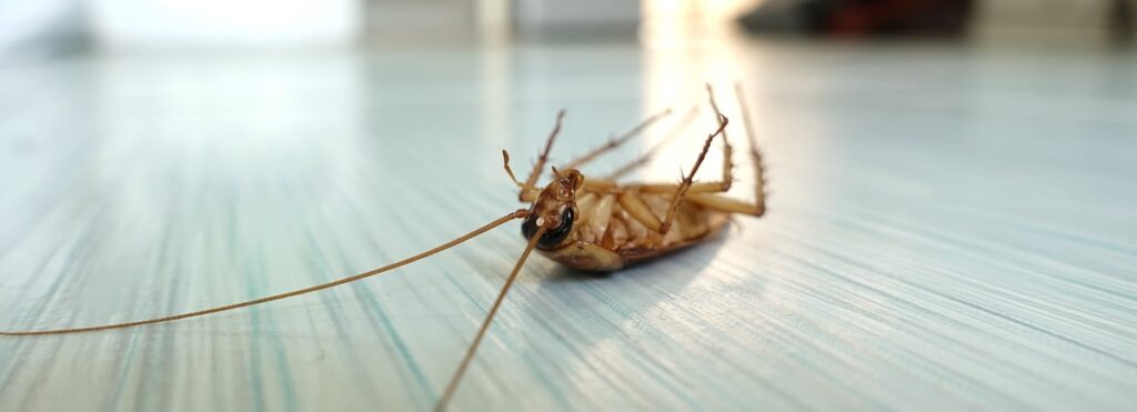 cockroach exterminators