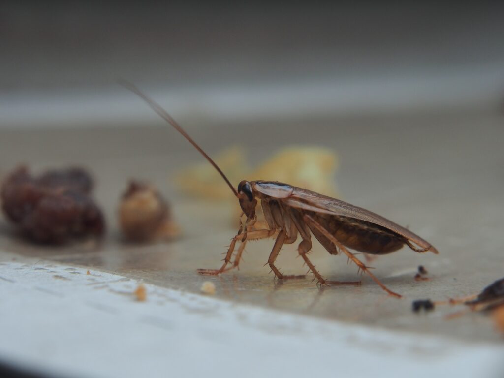 cockroach exterminators near me
