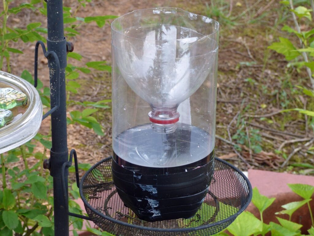 wasp nest removal
