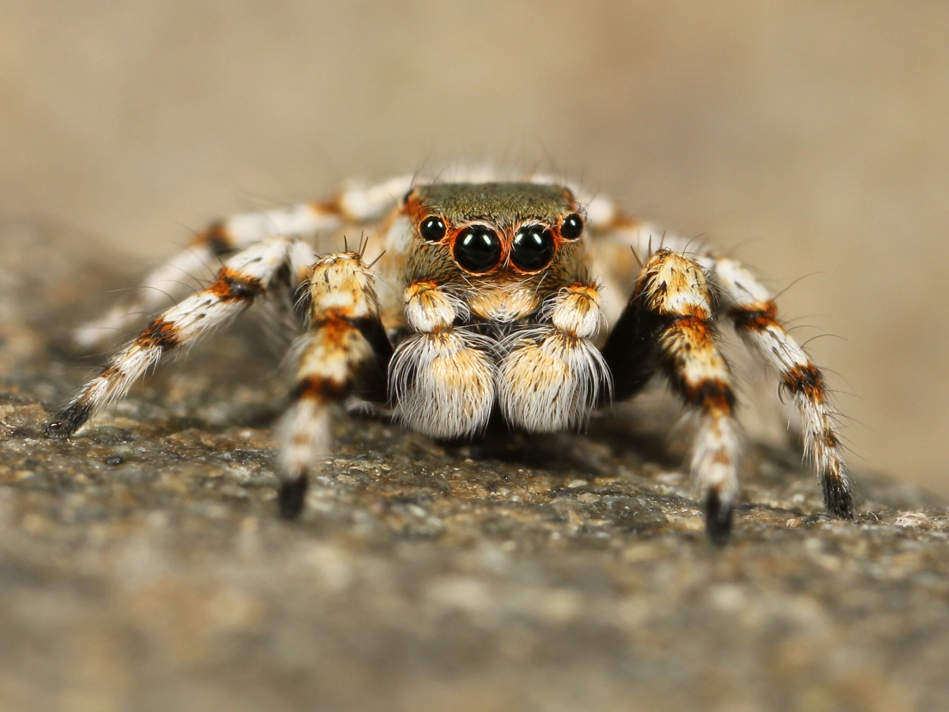 The Leading 3 Typical Hotel Pest Problems