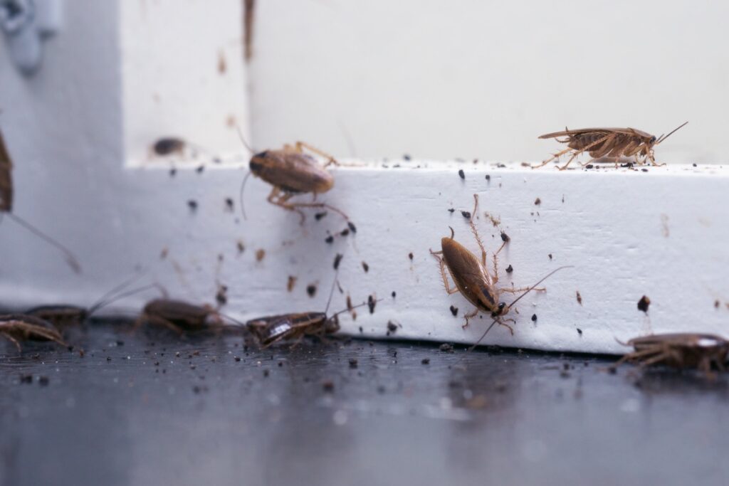 roach exterminators in my area