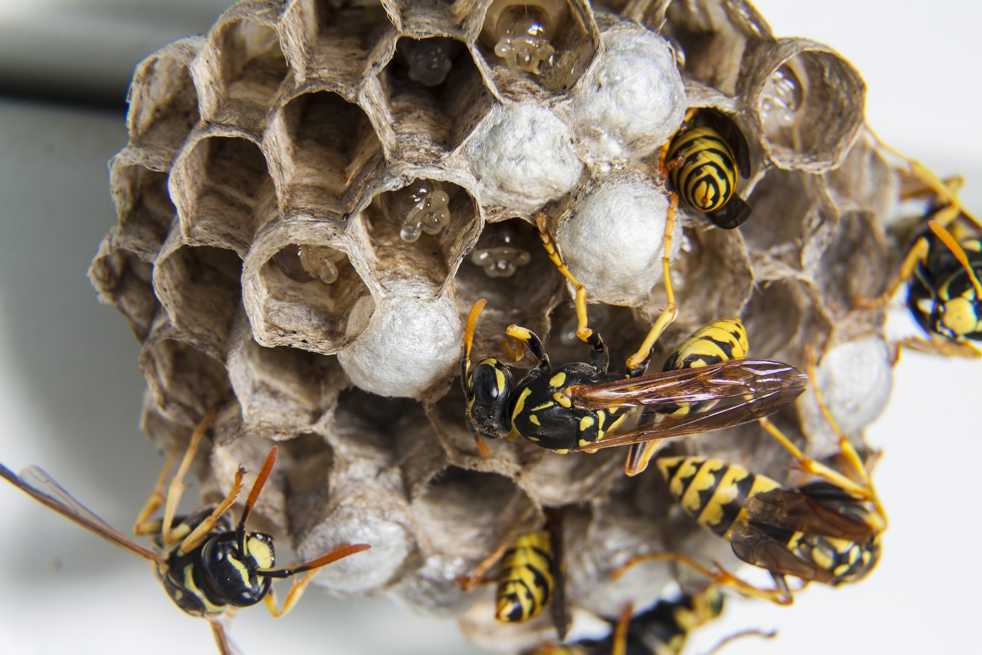 Eradicate Hornets And Save The Bees