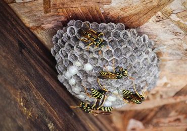wasp & hornet nest removal near me