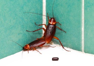 roach exterminator near me